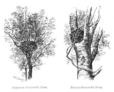 Nesten van de Honing- en Gewone Buizerd door Walter Crane